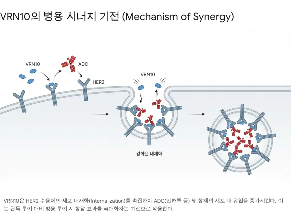 Original image related to VRN10 and HER2 ADC combination mechanism